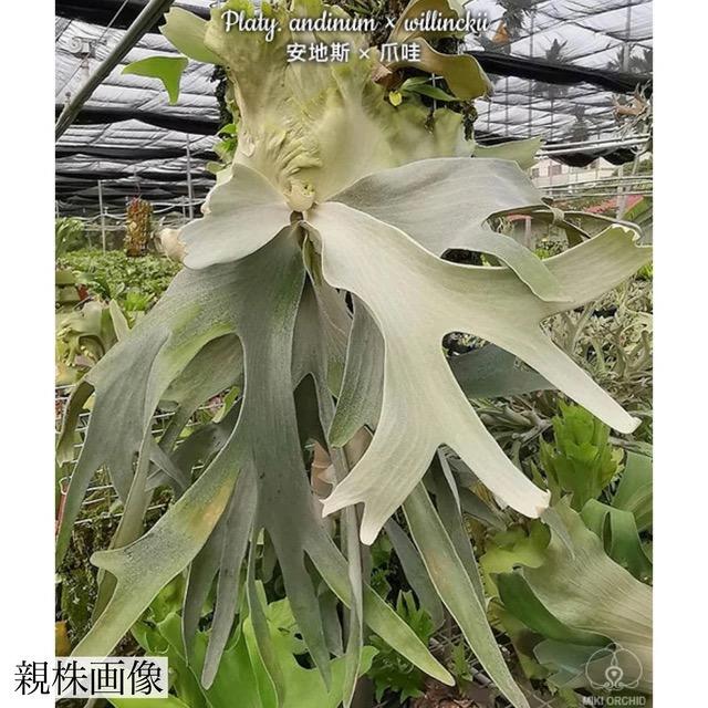 くまろくさん専用ウイリンキー　ビカクシダ 🌙 P. willinckii 'Kaguya'【迦具夜】🌙 〜《Yellow Moon Dwarf