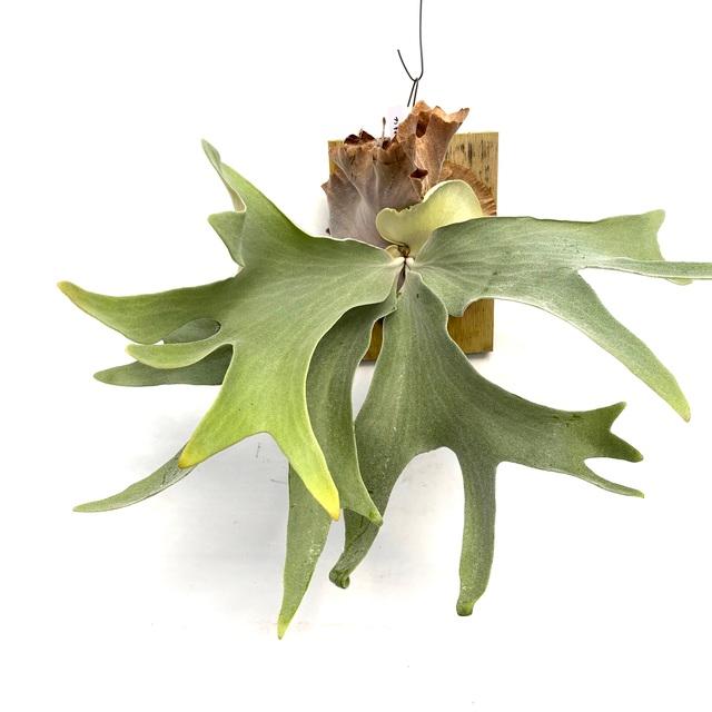 現品) ビカクシダ (アンディナム × ウィリンキー) (TC) (No.40908