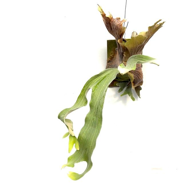 現品【ステマリア】　コウモリラン ビカクシダ　★コルク付　 BI0171 現品【ステマリア】 コウモリラン ビカクシダ ☆コルク付 BI0171