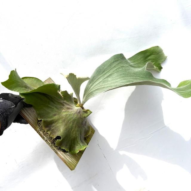 現品) ビカクシダ 'NUK' (TC) (No.40910) (コウモリラン 観葉植物