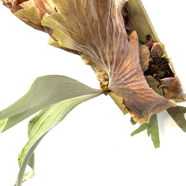 現品) ビカクシダ 'NUK' (TC) (No.40910) (コウモリラン 観葉植物