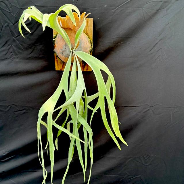 あんちゃん　ビカクシダ 現品) ビカクシダ 'ピューチャン' #2 (pup) (No.40912