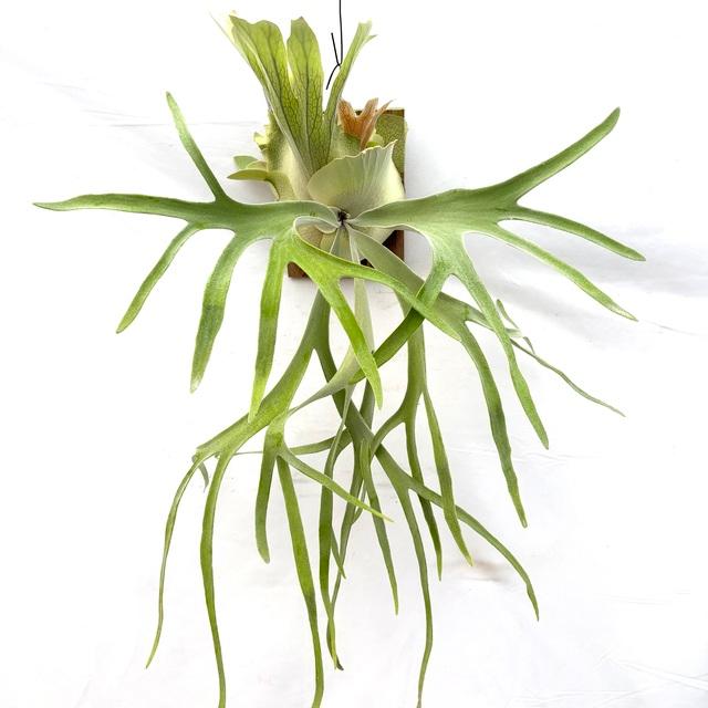 現品) ビカクシダ 'ピューチャン' #2 (pup) (No.40912) (コウモリラン