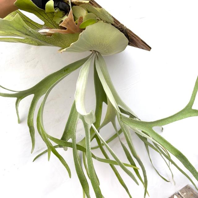 あんちゃん　ビカクシダ あんちゃん ビカクシダ P. 'Bambi' 'Athena#1' x 'Pewchan Compact