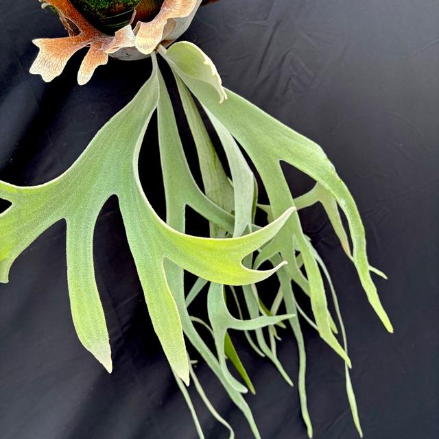 ビカクシダ ピューチャン ビカクシダ 希少種 ピューチャン P.Pewchan - メルカリ