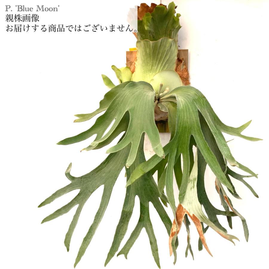 現品) ビカクシダ 'ブルームーン' (pup) (No.40946) (コウモリラン