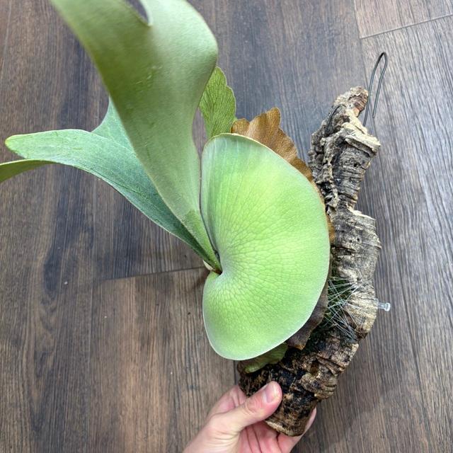 ビカクシダ ブルームーン P. Blue Moon sporelings【artPLANTs