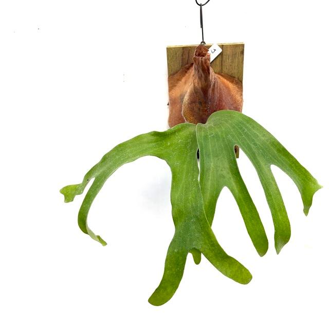 現品) ビカクシダ 'ワンダー' (pup) (No.40957) (コウモリラン