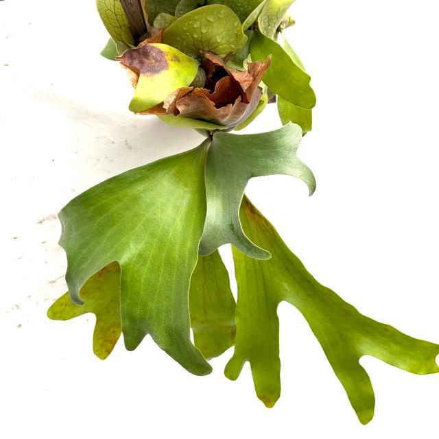 現品) ビカクシダ 'ワンダー' (pup) (No.40957) (コウモリラン