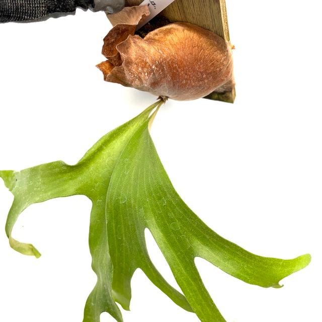 現品) ビカクシダ 'ワンダー' (pup) (No.40957) (コウモリラン