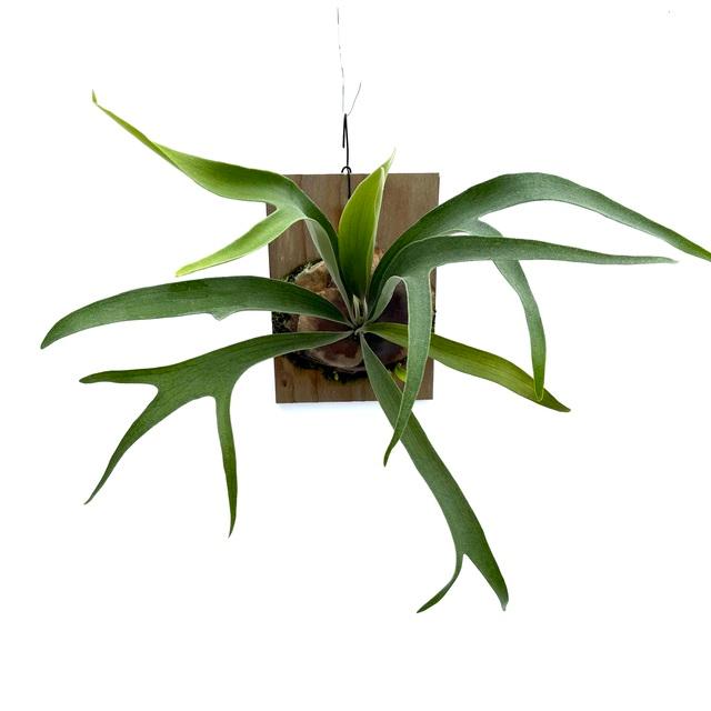 が*る様 ビカクシダ ビフルカツム美株 現品) ビカクシダ (ビフルカツム × マウントルイス) (pup) (No