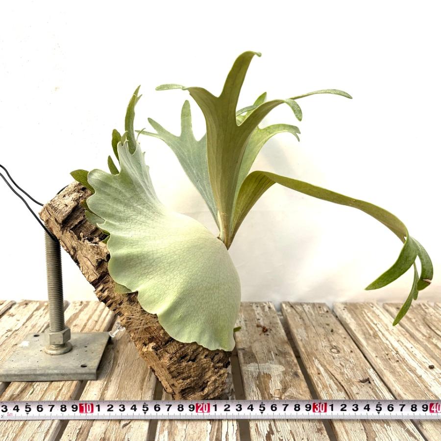 現品) ビカクシダ 'メテオシャワー' (pup) (No.40963) (コウモリラン