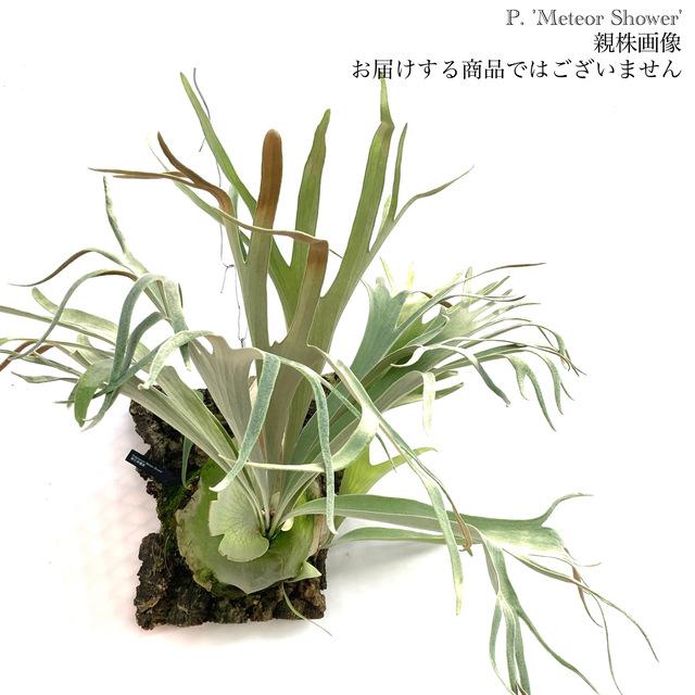 現品) コウモリラン 