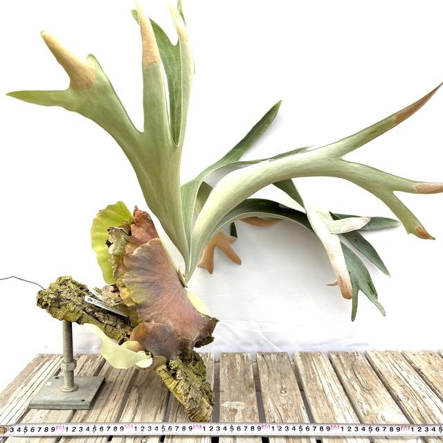 ビカクシダ　p.white house #2 P.White House #2 【artPLANTs】ビカクシダ/Platycerium | artPLANTs