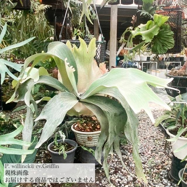 現品) ビカクシダ ウィリンキー 'グリフィン' (pup) (No.40967