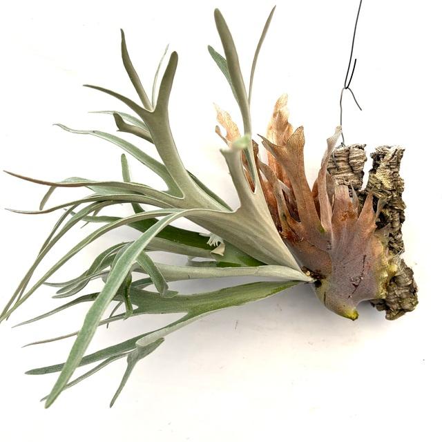 Platycerium 'Elsa' ビカクシダ エルサ ビカクシダ エルサ