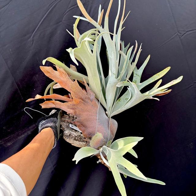 現品) ビカクシダ 'エルサ' (No.40968) (コウモリラン 観葉植物