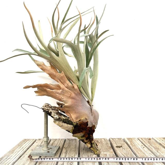 現品) ビカクシダ 'エルサ' (No.40968) (コウモリラン 観葉植物