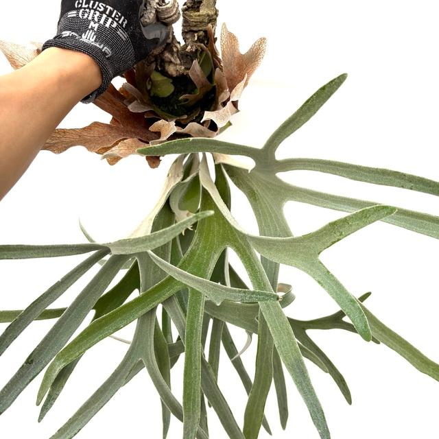 現品) ビカクシダ 'エルサ' (No.40968) (コウモリラン 観葉植物