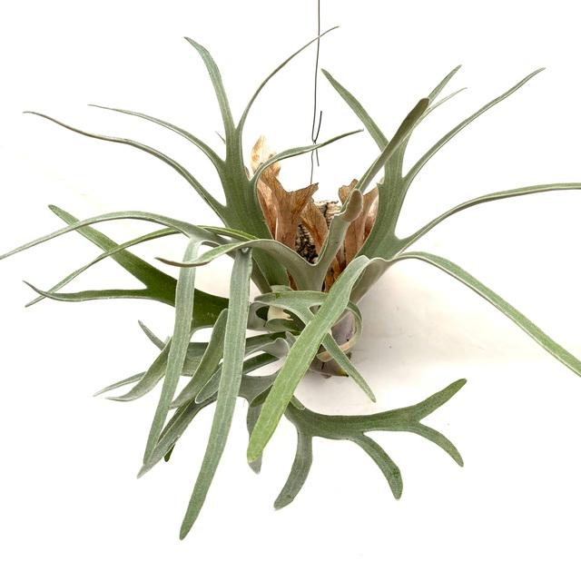 現品) ビカクシダ 'エルサ' (No.40968) (コウモリラン 観葉植物