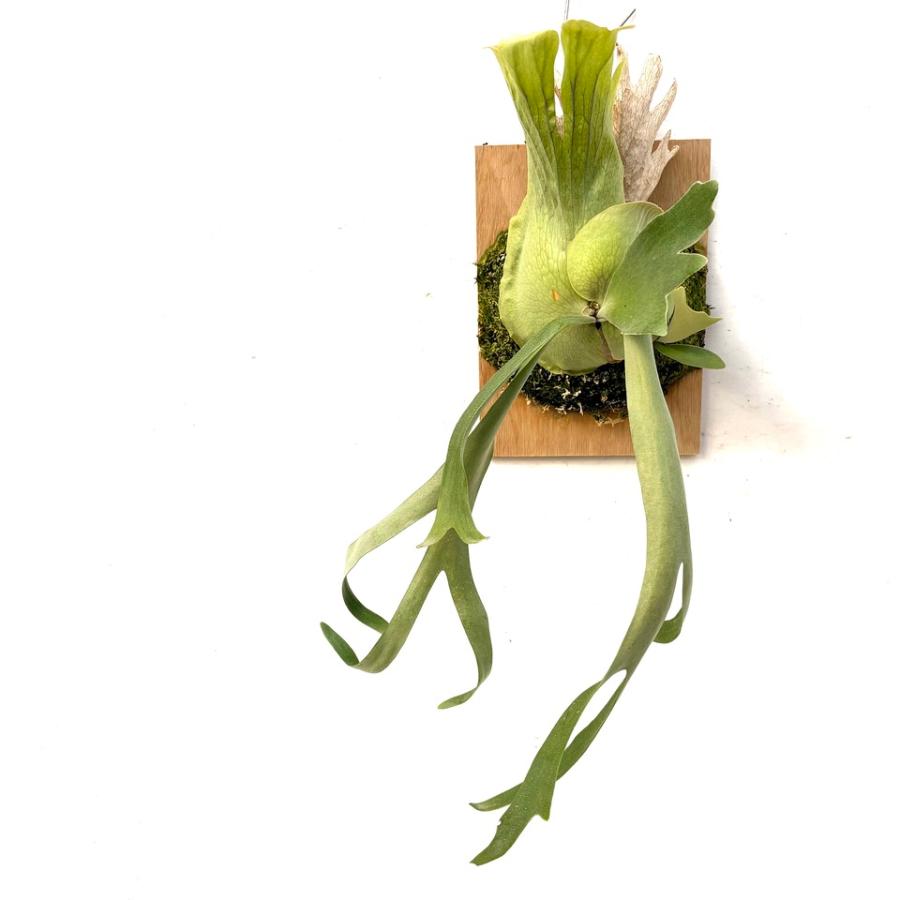 現品) ビカクシダ ウィリンキー 'Rboonchom' (pup) (No.40969