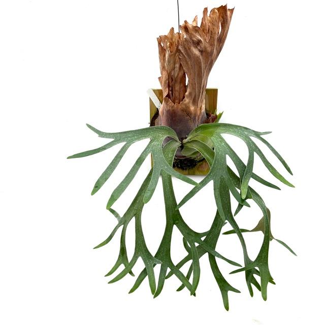 現品) ビカクシダ ウィリンキー 'Rboonchom' (pup) (No.40969