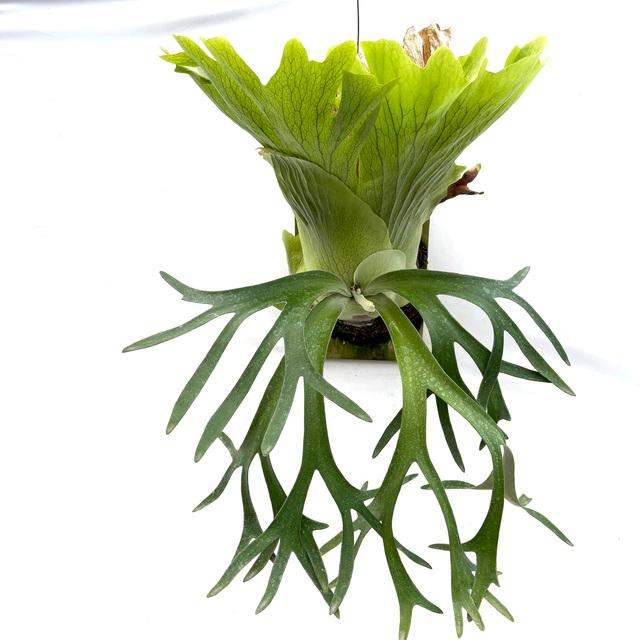 ビカクシダ　P.￼￼ウィリンキー　ショート　コウモリラン　観葉植物　メルカリ便 現品) ビカクシダ ウィリンキー 'Rboonchom' (pup) (No.40969