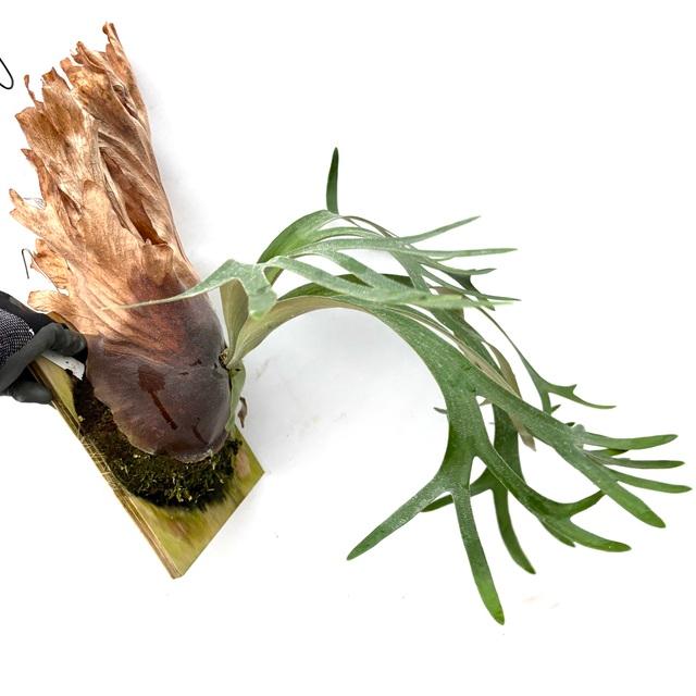 くまろくさん専用ウイリンキー　ビカクシダ 現品) ビカクシダ ウィリンキー 'Rboonchom' (pup) (No.40969