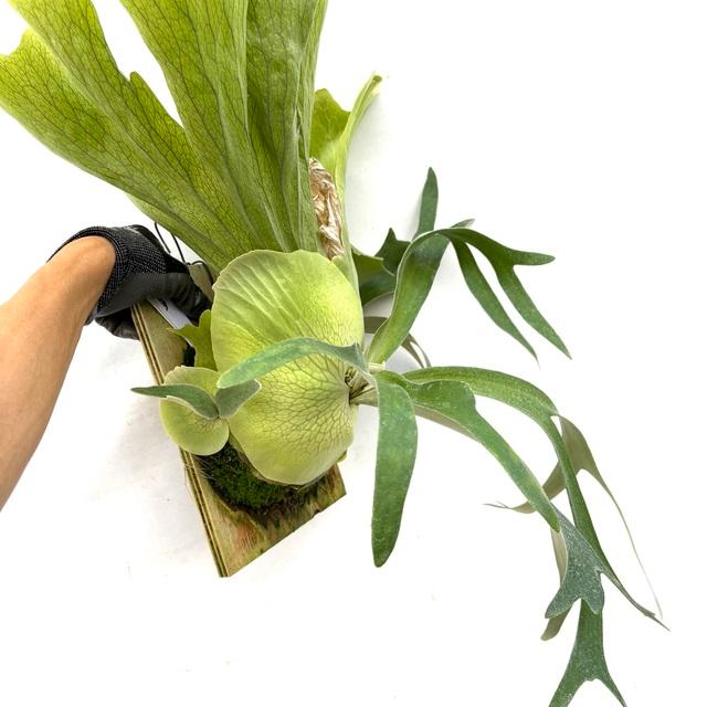 現品) ビカクシダ ウィリンキー 'Rboonchom' (pup) (No.40969