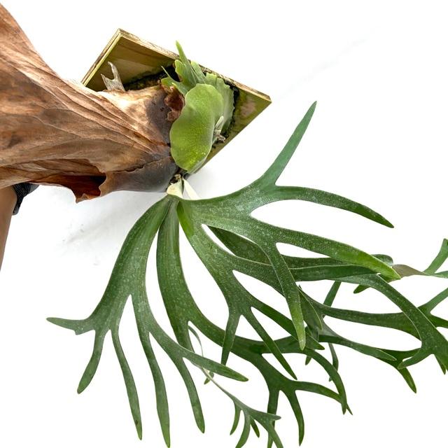 現品) ビカクシダ ウィリンキー 'Rboonchom' (pup) (No.40969