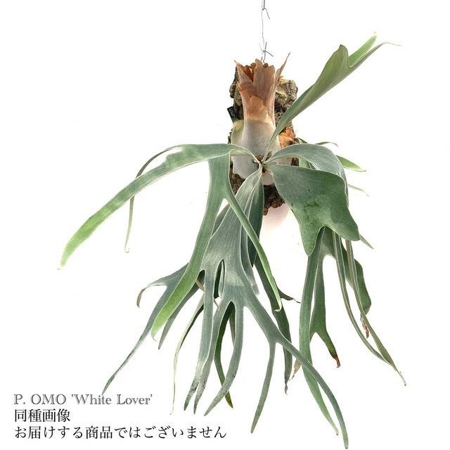 ビカクシダ OMO 親株 現品) ビカクシダ オモ ホワイトラバー (TC) (No.40973) (コウモリラン