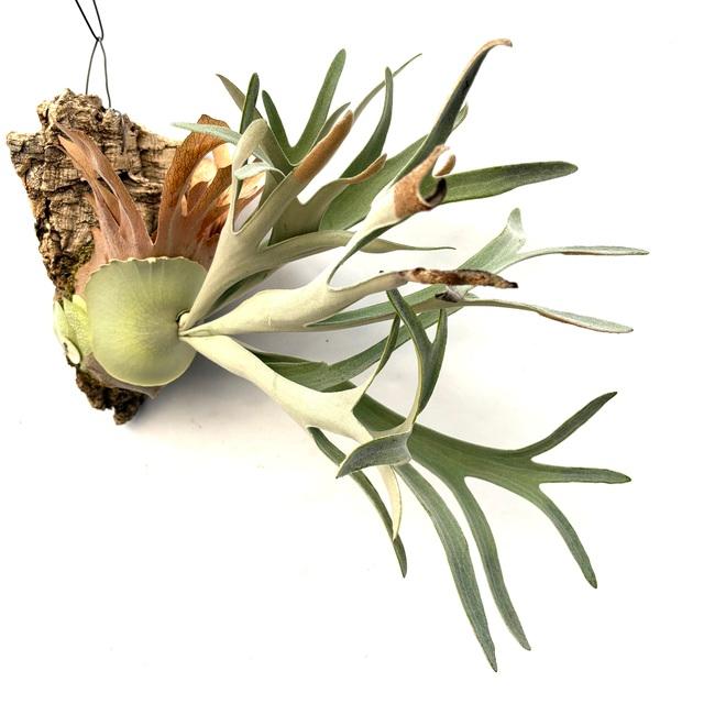 現品) ビカクシダ 'ハクナマタタ' (No.40975) (コウモリラン 観葉植物