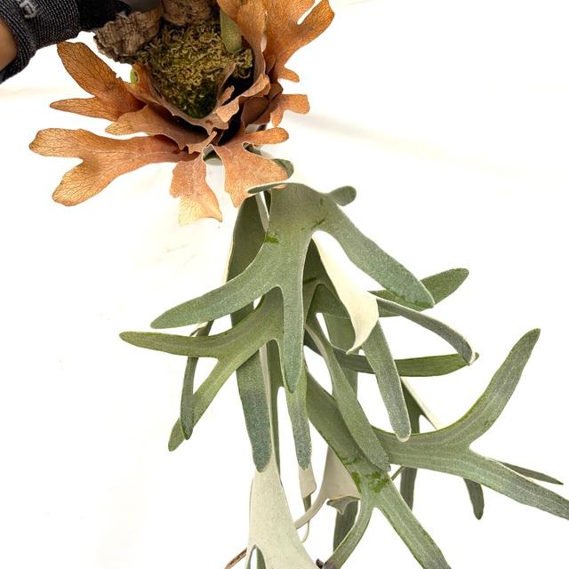 現品) ビカクシダ 'ハクナマタタ' (No.40975) (コウモリラン 観葉植物