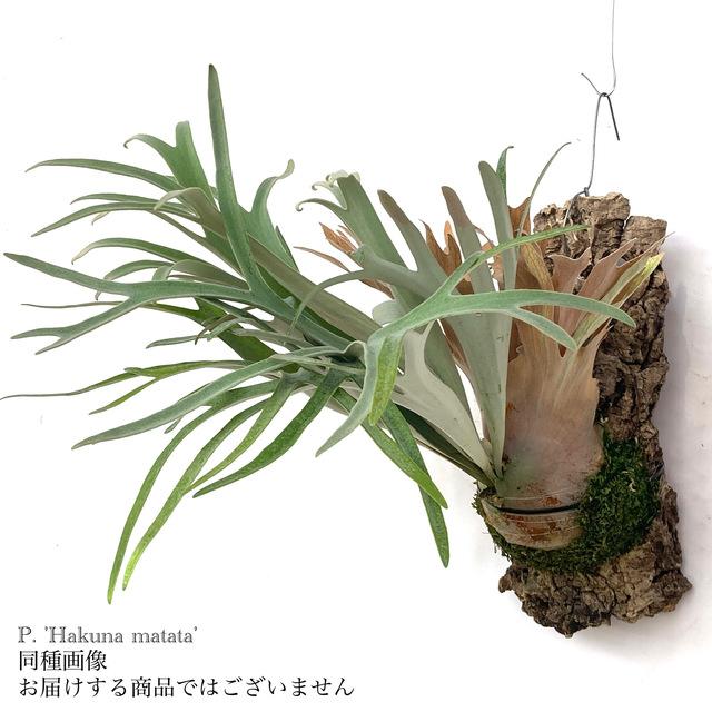 現品) コウモリラン 'ハクナマタタ' (No.40975) (ビカクシダ 現品) コウモリラン 'ハクナマタタ' (No.40975) (ビカクシダ