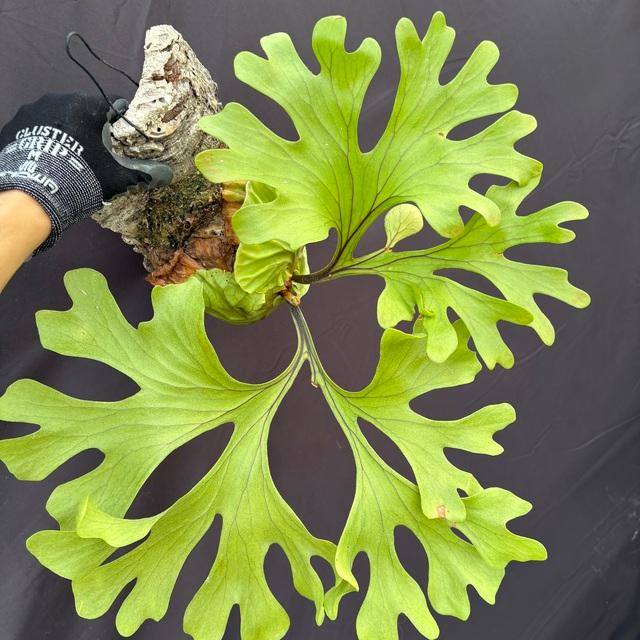 現品) ビカクシダ リドレイ (No.40976) (コウモリラン 観葉植物