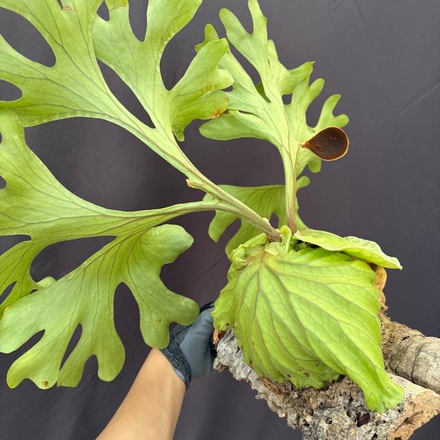 現品) ビカクシダ リドレイ (No.40976) (コウモリラン 観葉植物