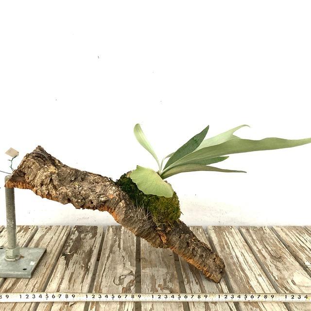 (現品) コウモリラン 交配種(ウィリンキー × ビーチー Mr.Mor) (No.40982) (ビカクシダ プラティセリウム 観葉植物 willinckii veitchii ヴィーチー ベイチー) 