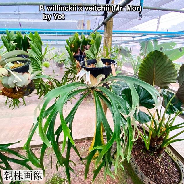 (現品) コウモリラン 交配種(ウィリンキー × ビーチー Mr.Mor) (No.40982) (ビカクシダ プラティセリウム 観葉植物 willinckii veitchii ヴィーチー ベイチー) 