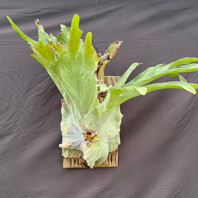 現品) ビカクシダ スパーバム (No.40985) (コウモリラン 観葉植物