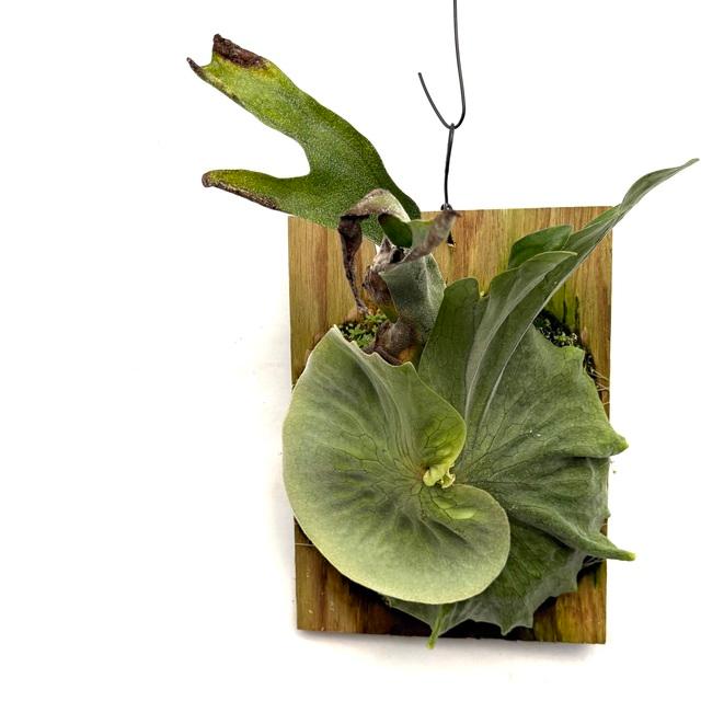 現品) ビカクシダ スパーバム (No.40985) (コウモリラン 観葉植物