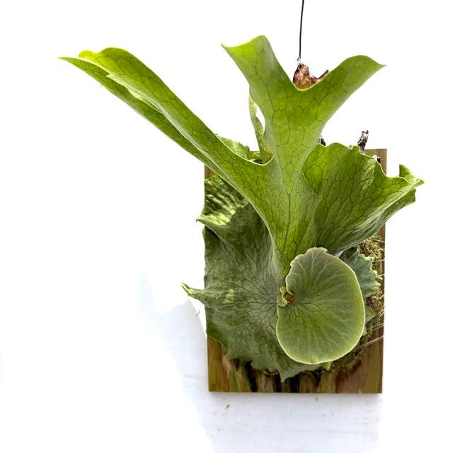 現品) ビカクシダ スパーバム (No.40985) (コウモリラン 観葉植物