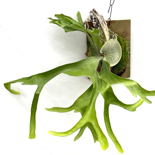 現品) ビカクシダ スパーバム (No.40985) (コウモリラン 観葉植物