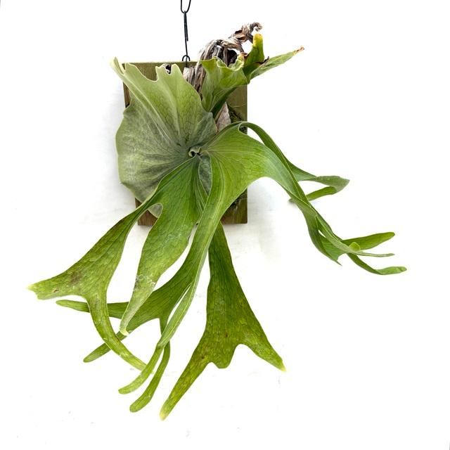 現品) ビカクシダ スパーバム (No.40985) (コウモリラン 観葉植物