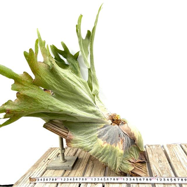 現品) ビカクシダ スパーバム (No.40985) (コウモリラン 観葉植物