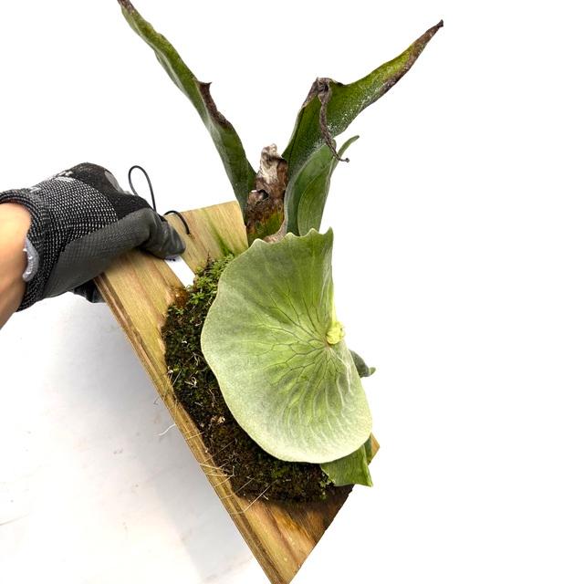 現品) ビカクシダ スパーバム (No.40985) (コウモリラン 観葉植物