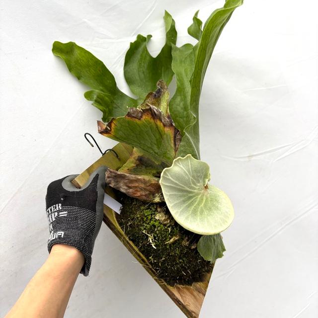 現品) ビカクシダ スパーバム (No.40985) (コウモリラン 観葉植物