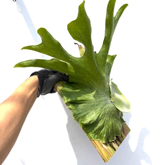現品) ビカクシダ スパーバム (No.40985) (コウモリラン 観葉植物