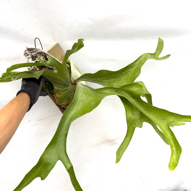 現品) ビカクシダ スパーバム (No.40985) (コウモリラン 観葉植物