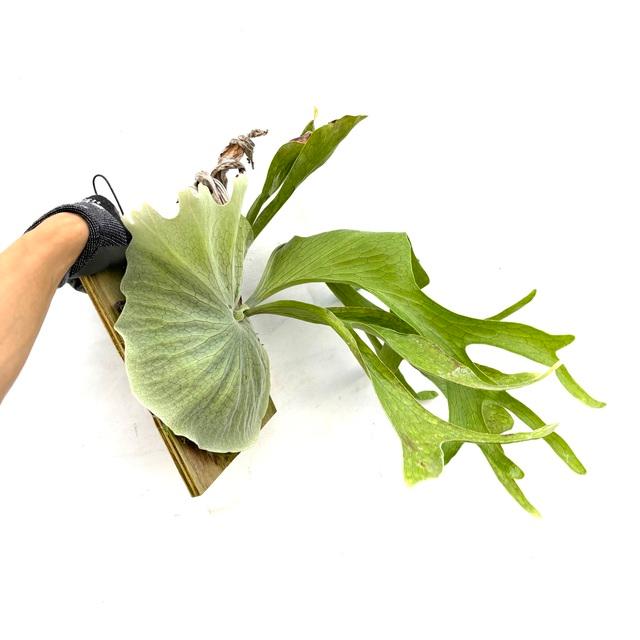 現品) ビカクシダ スパーバム (No.40985) (コウモリラン 観葉植物