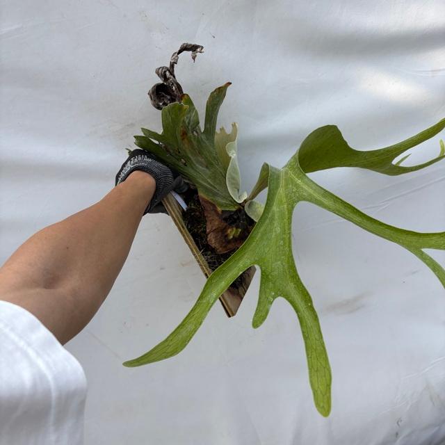 現品) ビカクシダ スパーバム (No.40985) (コウモリラン 観葉植物